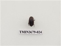 藏品(龍蝨、牙蟲)的圖片